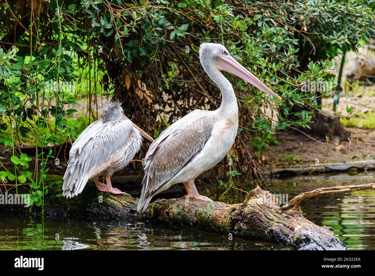 Due pellicani arroccati su un tronco nell'acqua del lago con vegetazione verde. Foto Stock