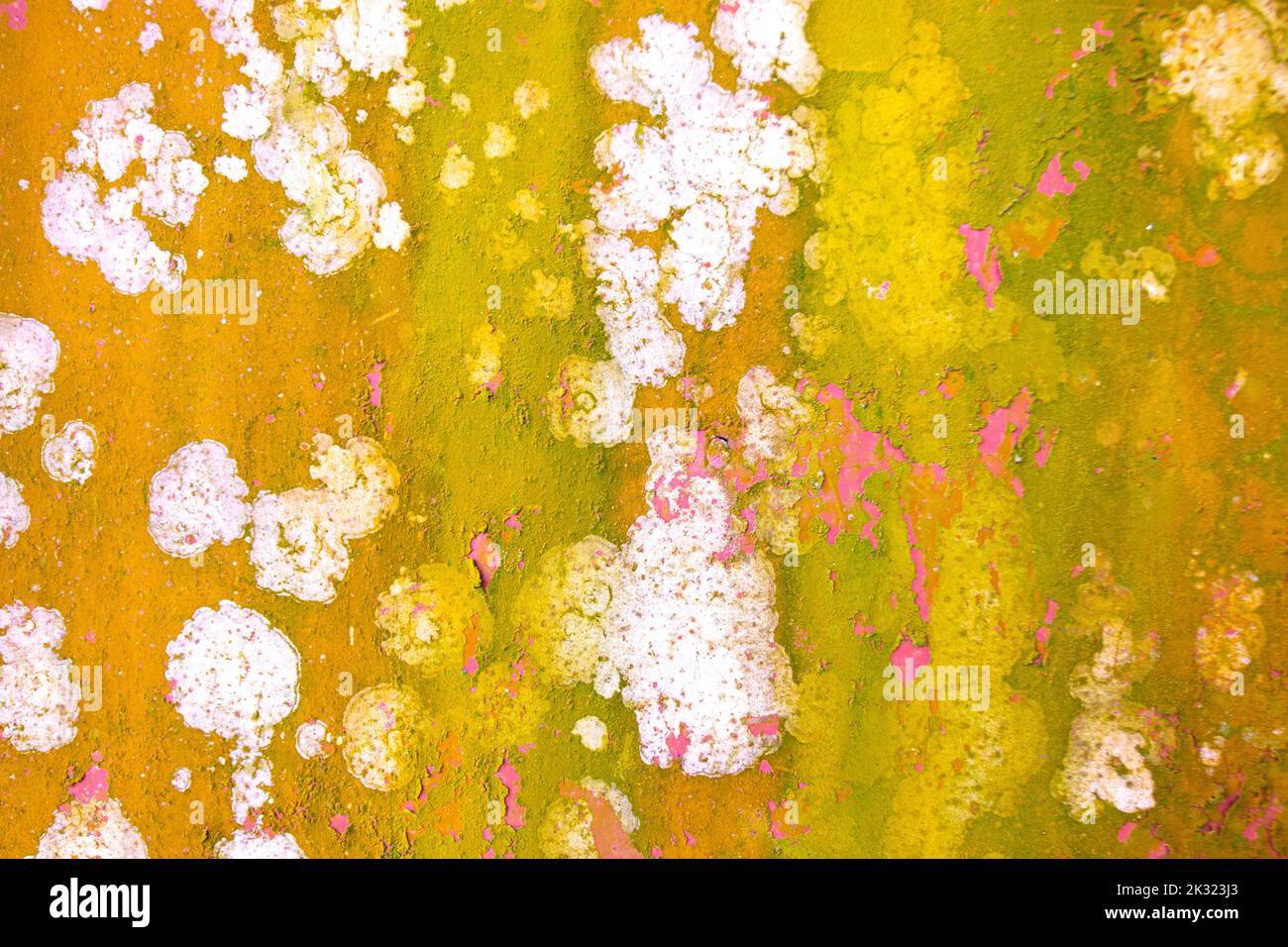 Funghi su un contenitore metallico esterno di risaia in villaggio rurale in Bangladesh. Coltivatori in stagione tropicale di pioggia e fare la consistenza naturale. Foto Stock