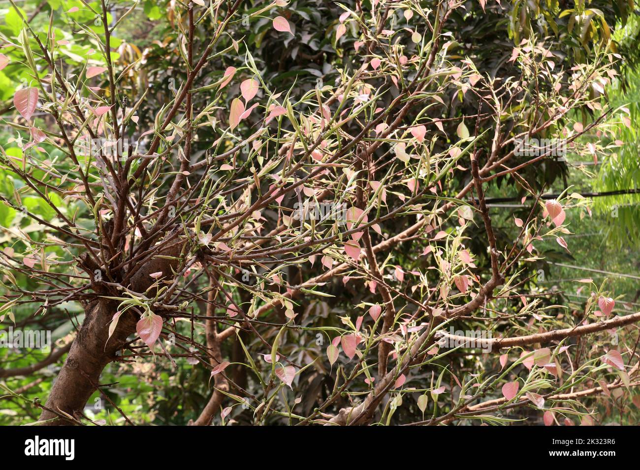 Giovani foglie di albero di Bodhi, morbide e rosa, crescono in primavera prima del giorno di vesak. Foto Stock