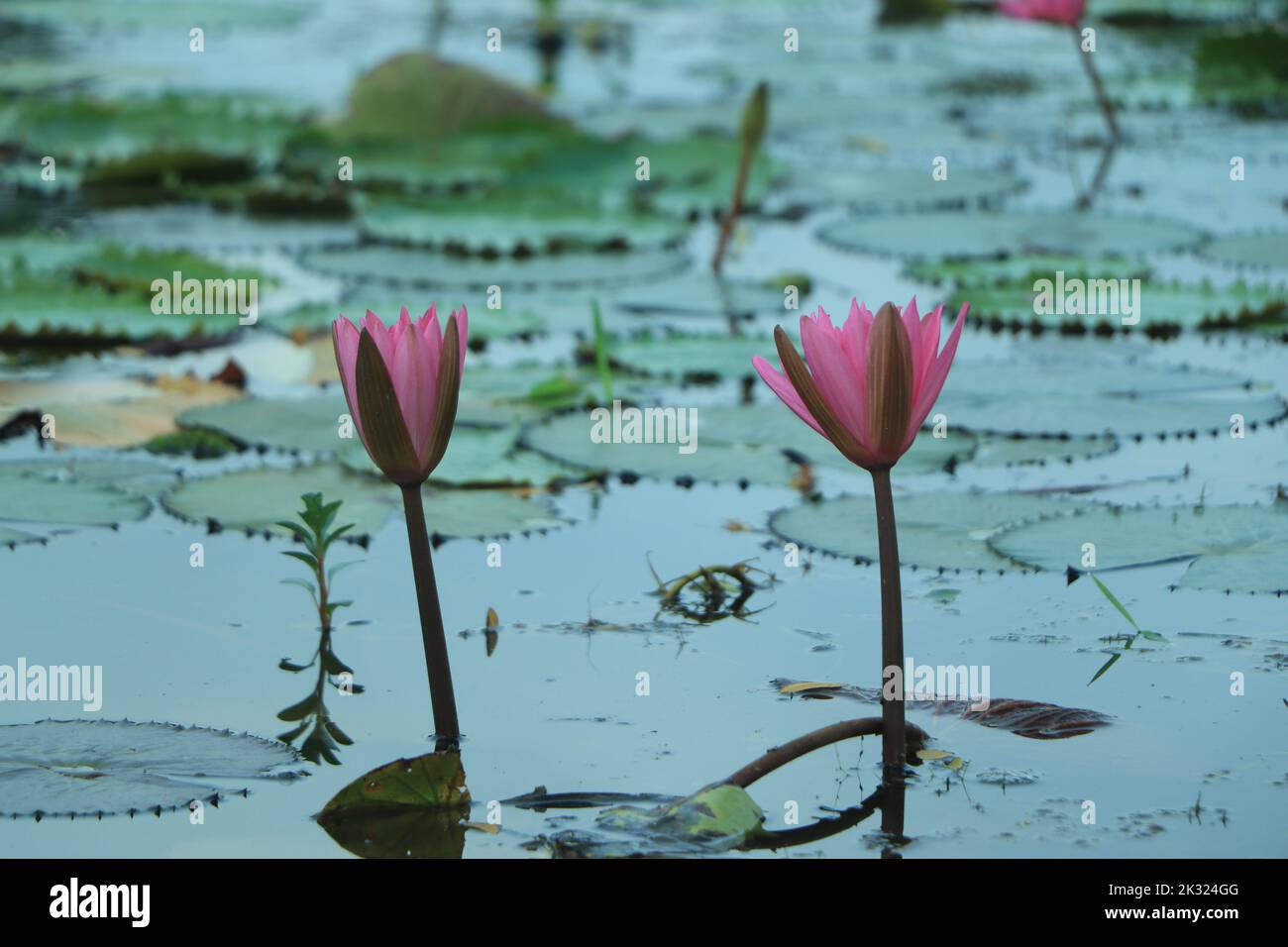 Mar di Loto rosso al sole alba luce con bel cielo a Udon Thani, Thailandia. Concetto del lago di Lotus Foto Stock