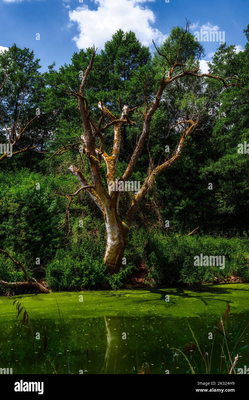 Vecchio albero morto alle intemperie in uno stagno di acqua salata Foto Stock