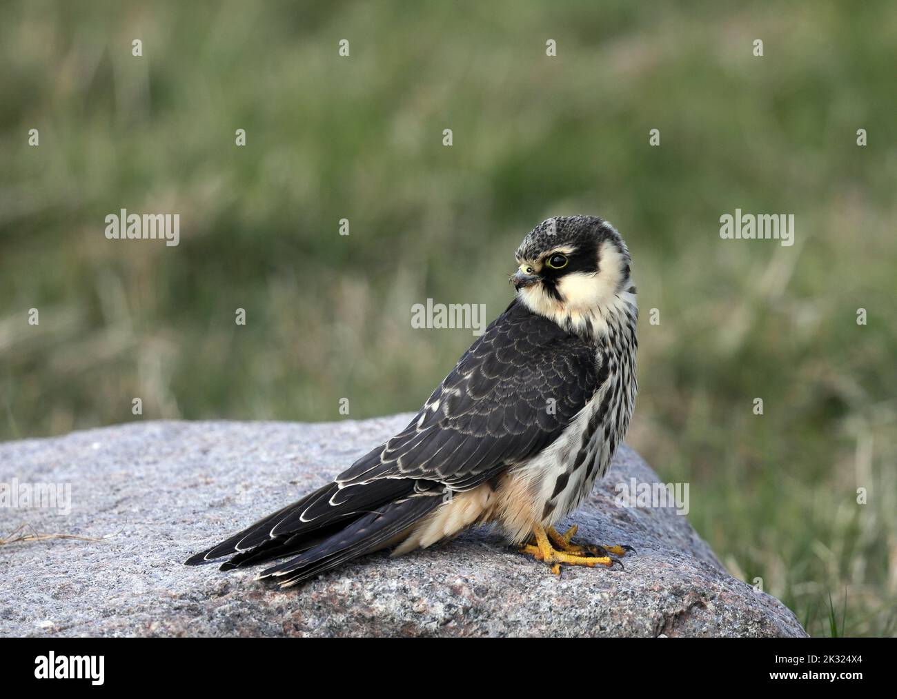 Hobby eurasiatico, Falco dubbuteu, poggiante sulla pietra Foto Stock