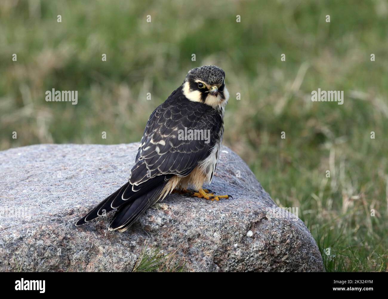 Hobby eurasiatico, Falco dubbuteu, poggiante sulla pietra Foto Stock