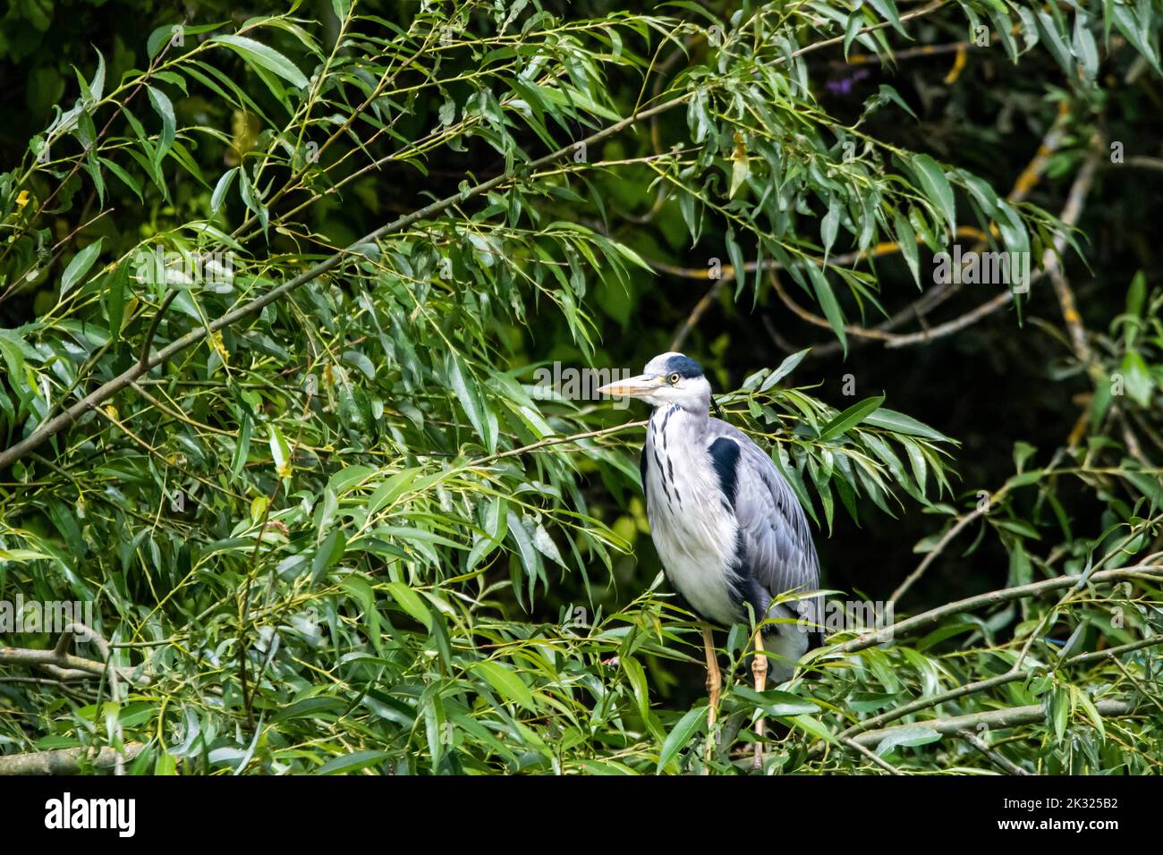 Un primo piano di un grande airone grigio arroccato in un albero Foto Stock