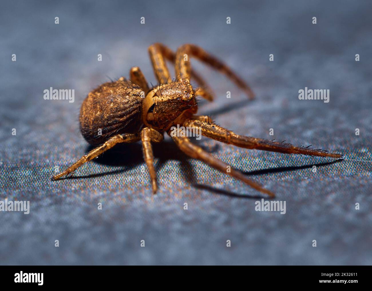 Foto di primo piano dalla parte superiore di un ragno sul marciapiede Foto Stock