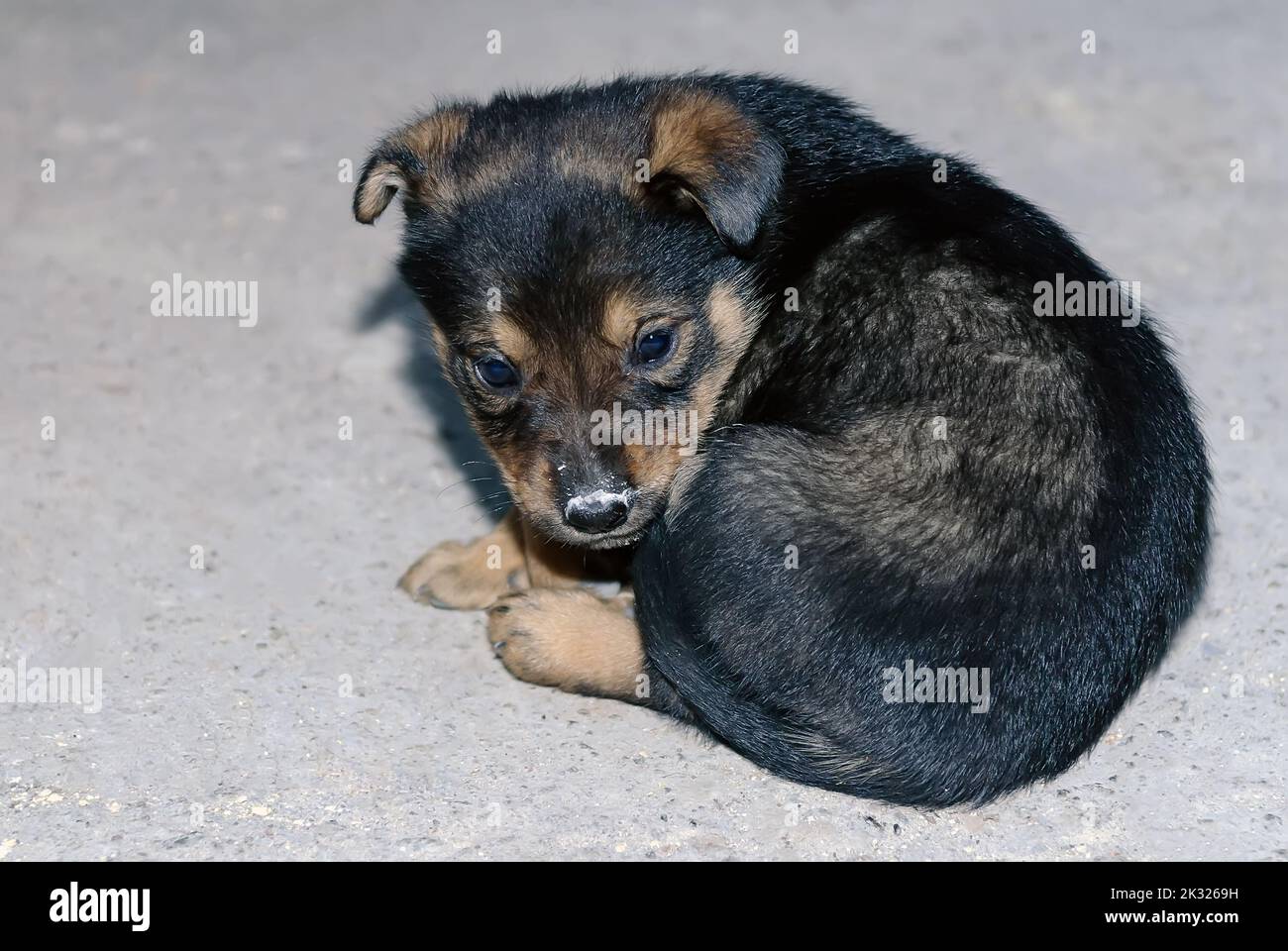 Il cucciolo carino congelato sulla strada di sera Foto Stock
