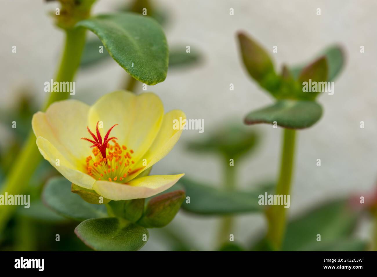 Particolare di fiori bianchi di purslane (Portulaca grandiflora) nel giardino Foto Stock