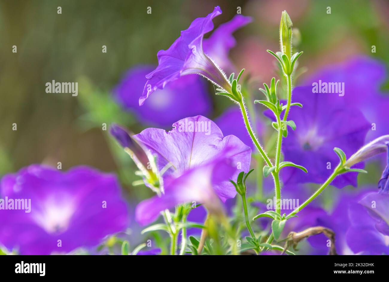 Fioritura nana gloria fiori Foto Stock