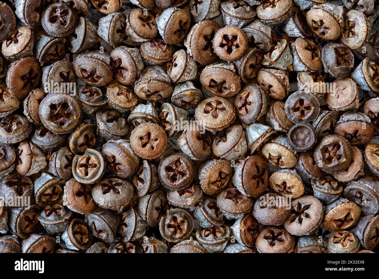 Baccelli secchi di semi di eucalipto Foto Stock