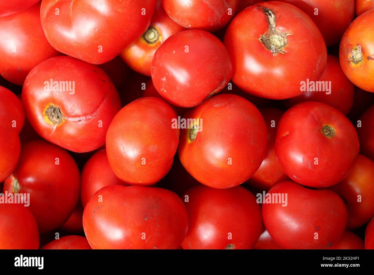 Pomodori rossi. Foto Stock