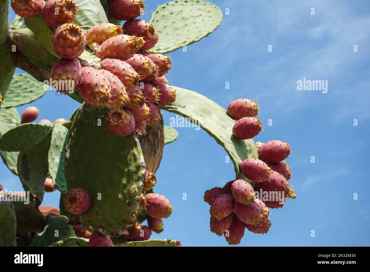 Prickly pera cactus primo piano con frutta di colore rosso su sfondo cielo blu Foto Stock