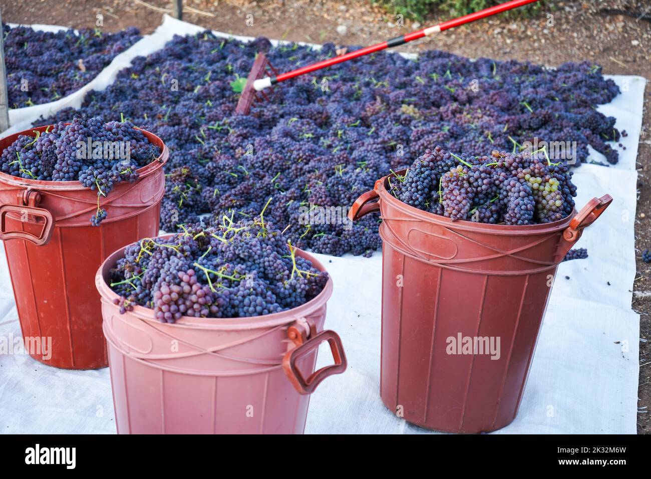 Uve raccolte di fresco sparse nei piani di trebbiatura con tre contenitori pieni di uva sultana, famosa uva passa Corinzia. Foto Stock