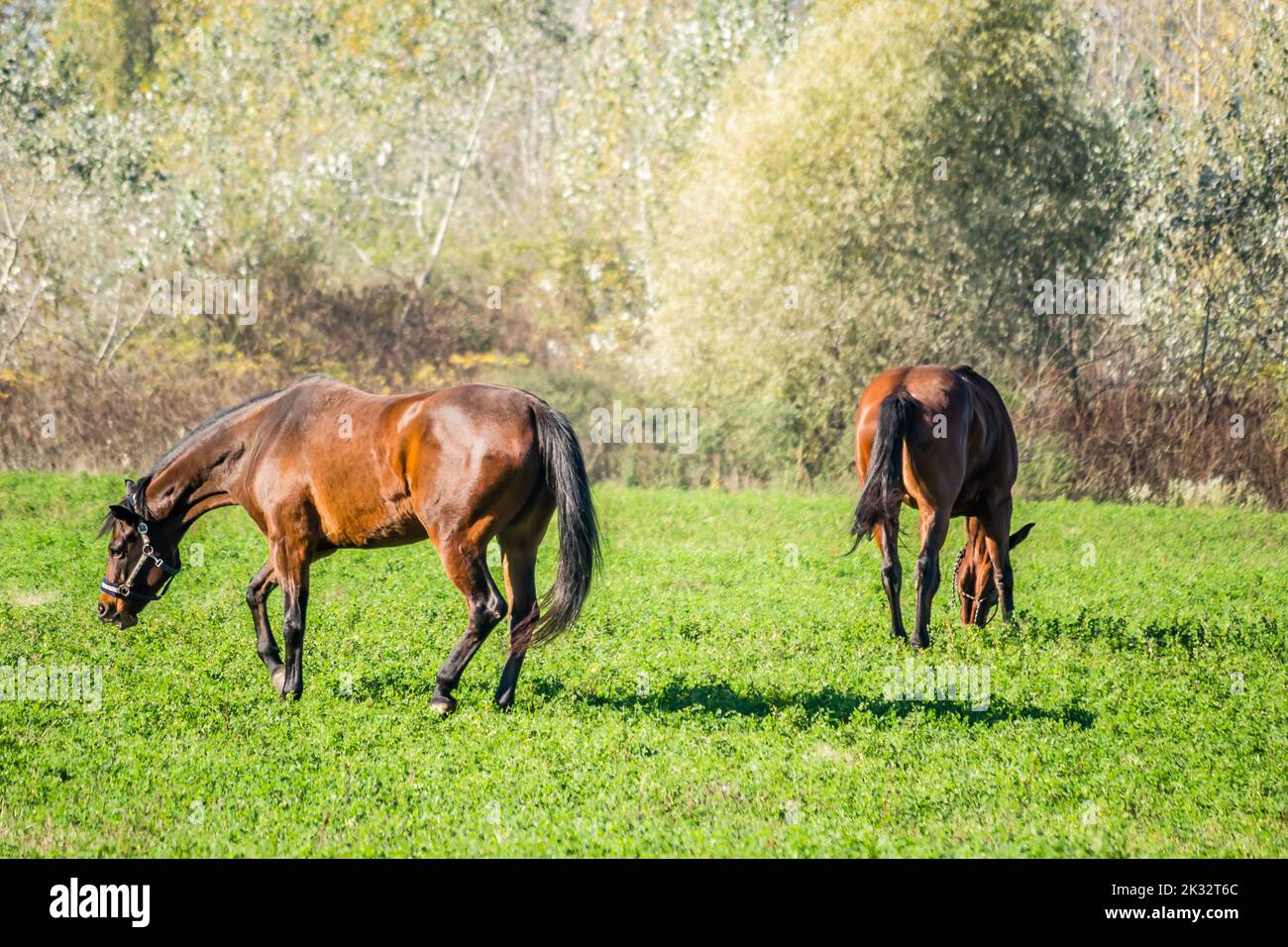 Due cavalli su un pascolo giornaliero in un pascolo vicino alla città di Novi Sad, Serbia. Foto Stock