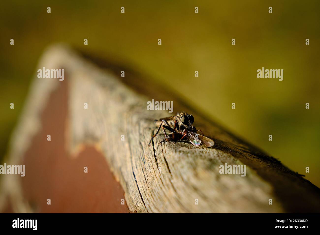 Paesi Bassi, settembre 2021. Primo piano di Robber fly, Asasin fly o Ppredatory fly, Asilidea, con preda al sole su un pezzo di legno Foto Stock