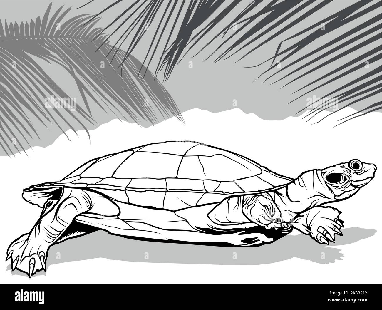 Disegno della tartaruga del fiume Amazon dalla vista laterale Illustrazione Vettoriale