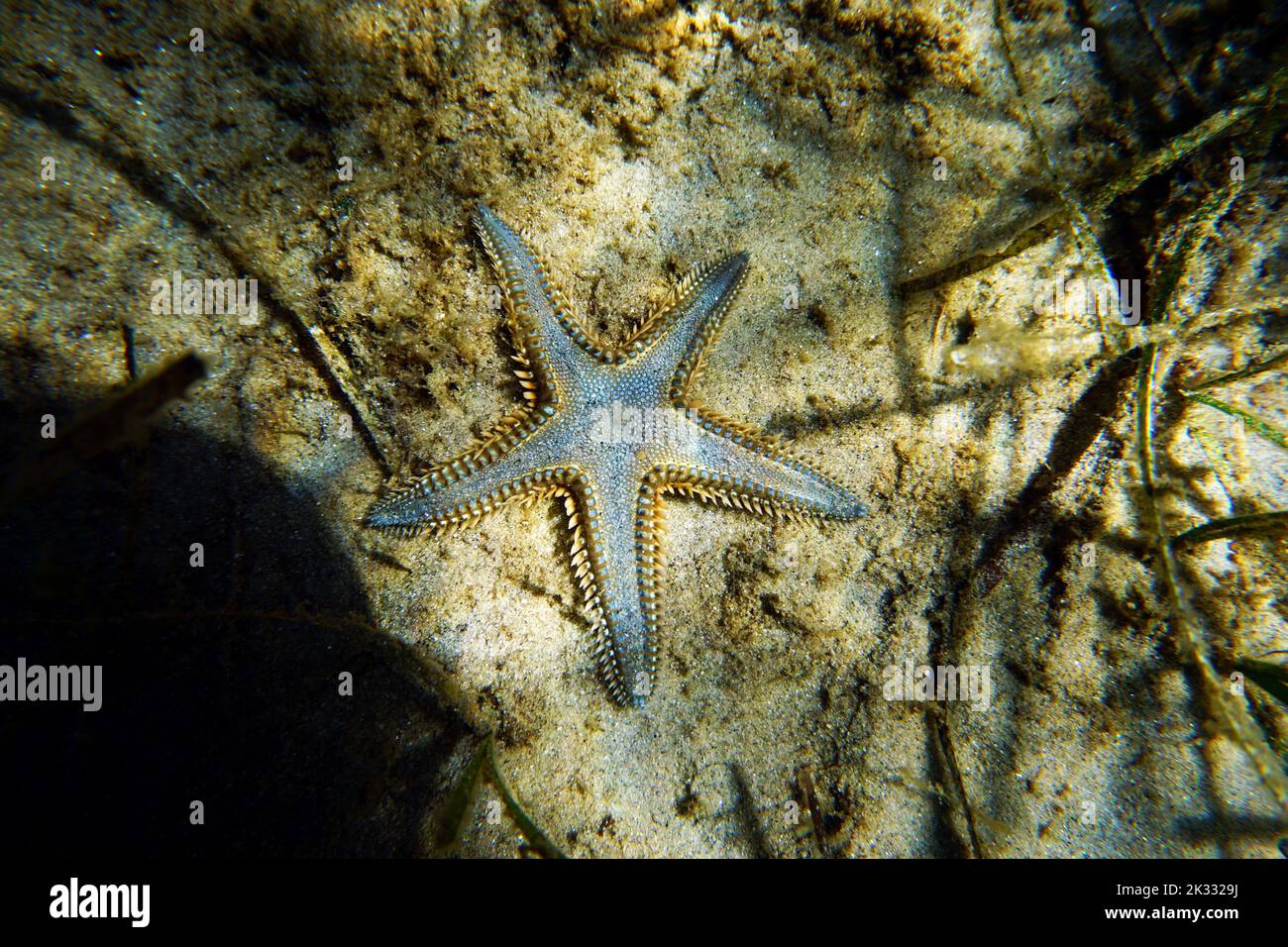 Immagine subacquea di sabbia mediterranea Sea-star Foto Stock