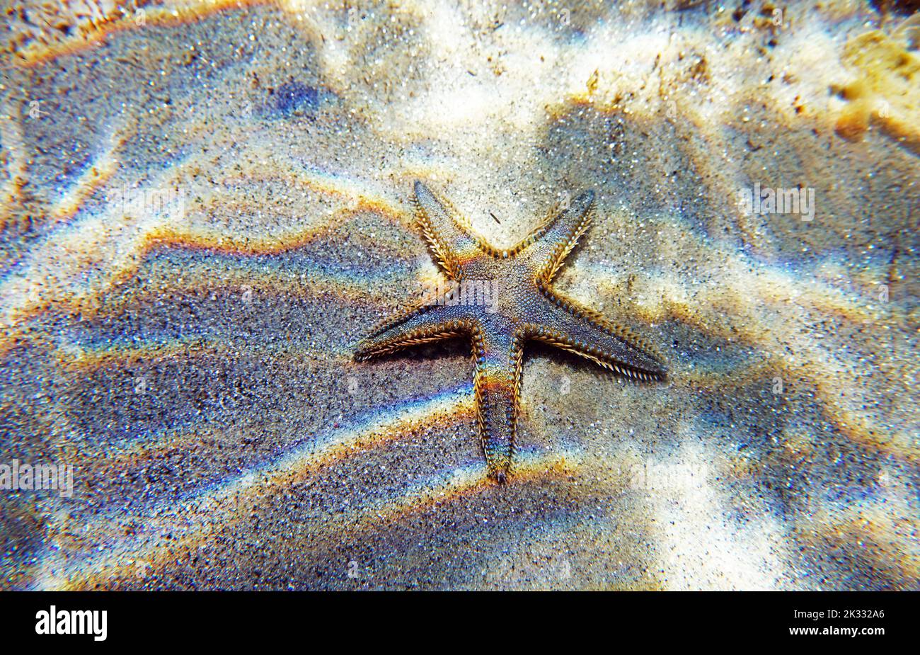 Immagine subacquea di sabbia mediterranea Sea-star Foto Stock