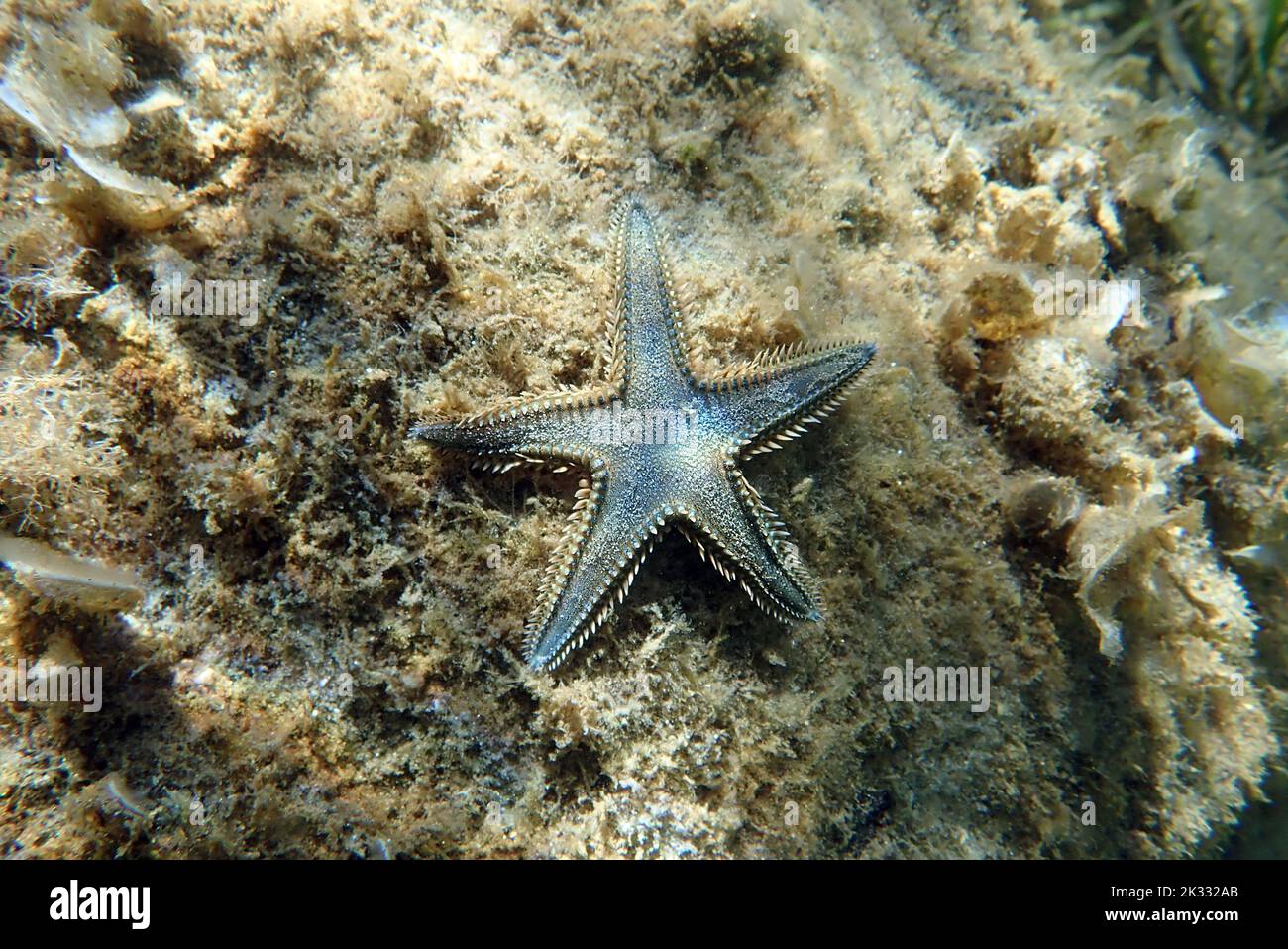 Immagine subacquea di sabbia mediterranea Sea-star Foto Stock