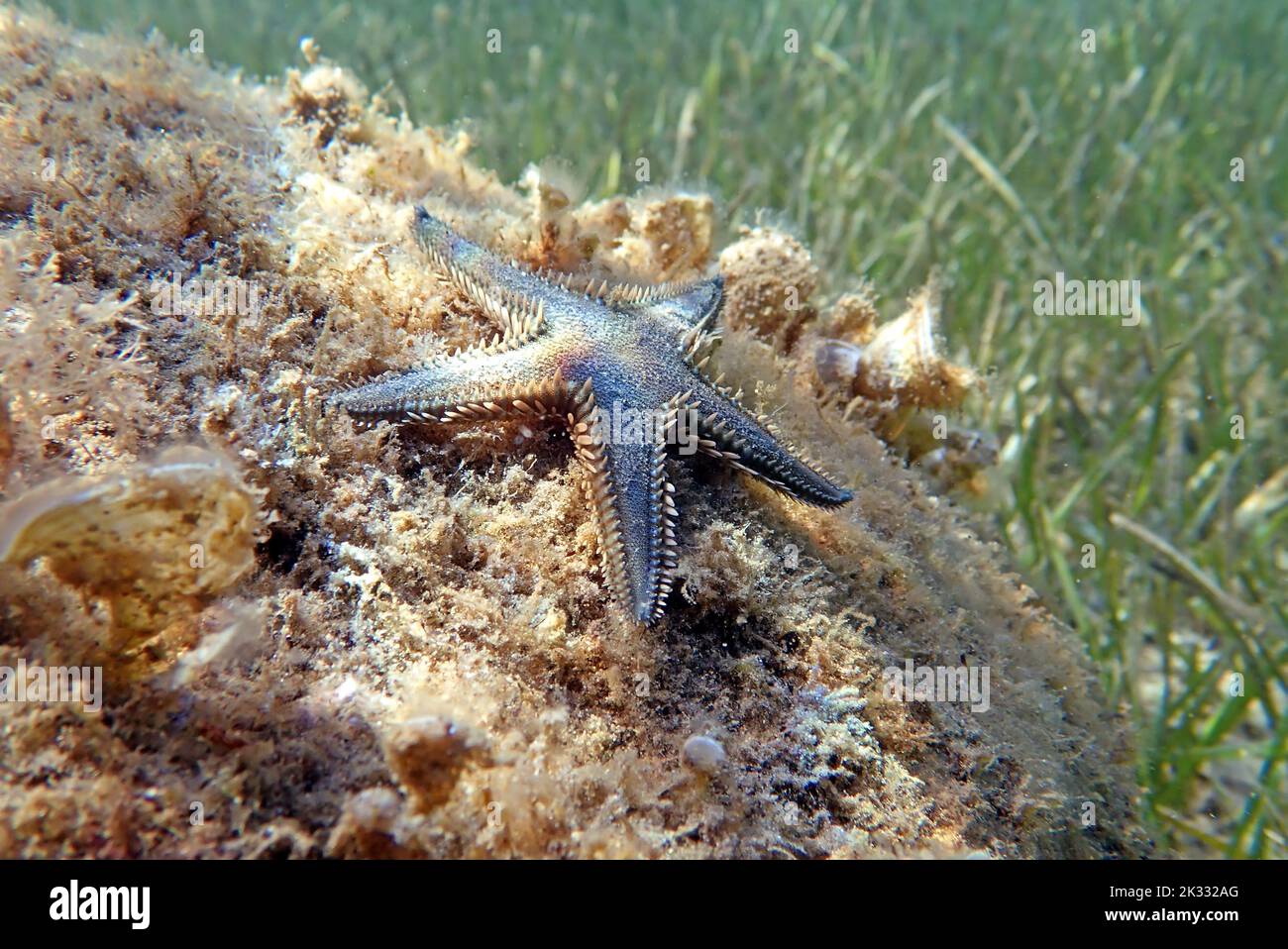 Immagine subacquea di sabbia mediterranea Sea-star Foto Stock