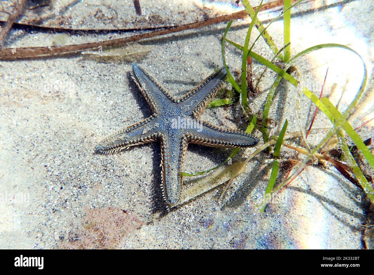 Immagine subacquea di sabbia mediterranea Sea-star Foto Stock