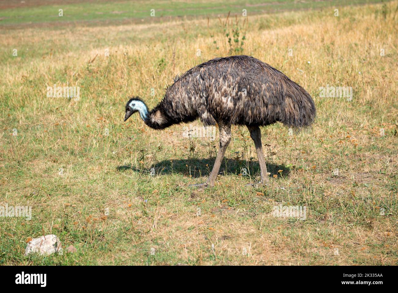 Emu (Dromaius novaehollandiae). Un grande Australian flightless bird Foto Stock