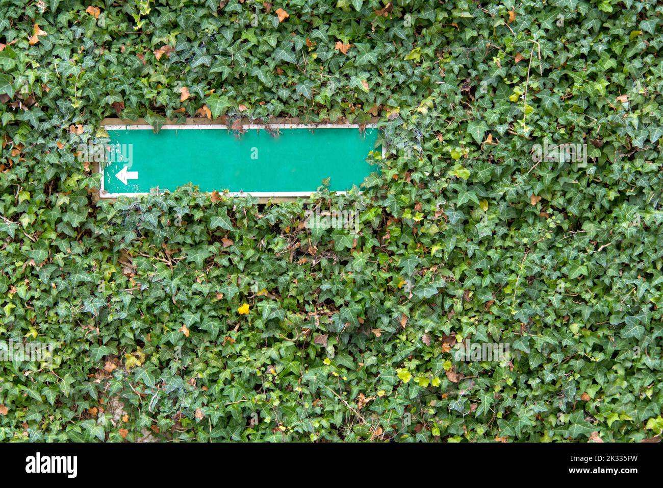 parete sovracoltivata con cartello verde che mostra una freccia bianca accanto a piante di arrampicata parzialmente supercoltivate come un suggerimento di scrittura Foto Stock