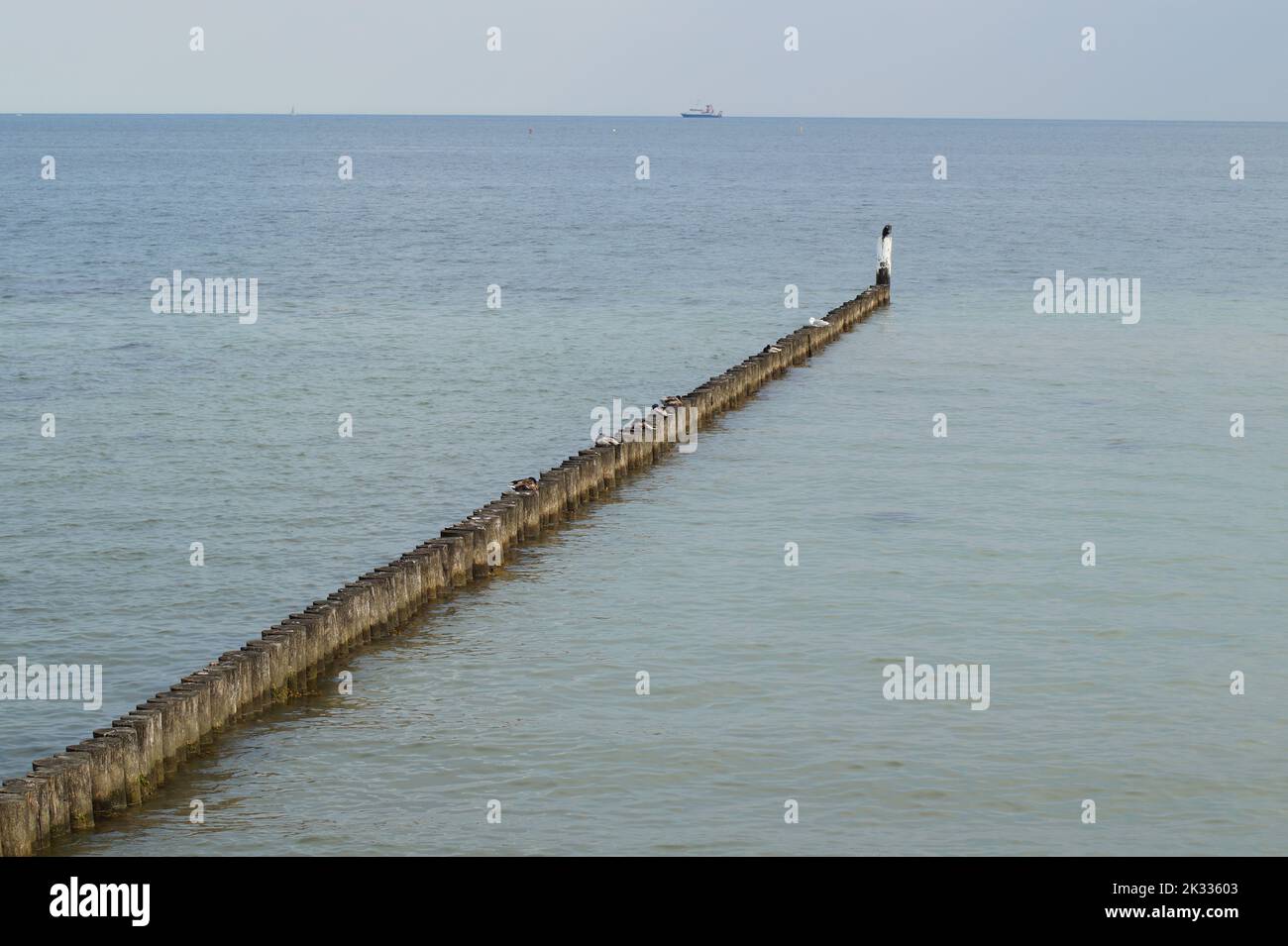 anatre su un molo di legno nel mar baltico Foto Stock