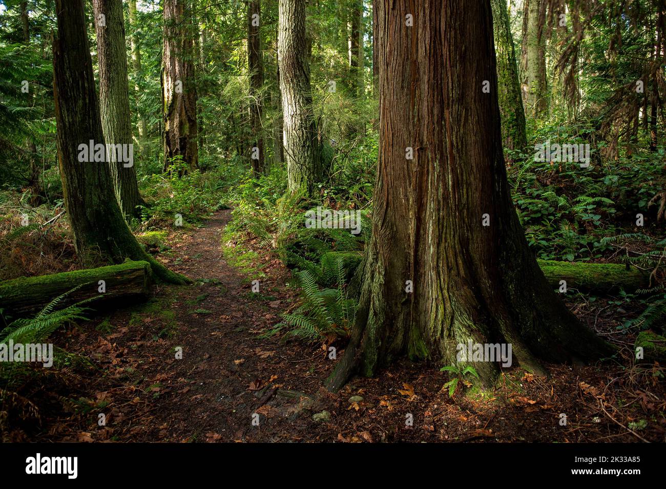 Uno scatto panoramico di alberi ricoperti di muschio e altra vegetazione in una foresta Foto Stock