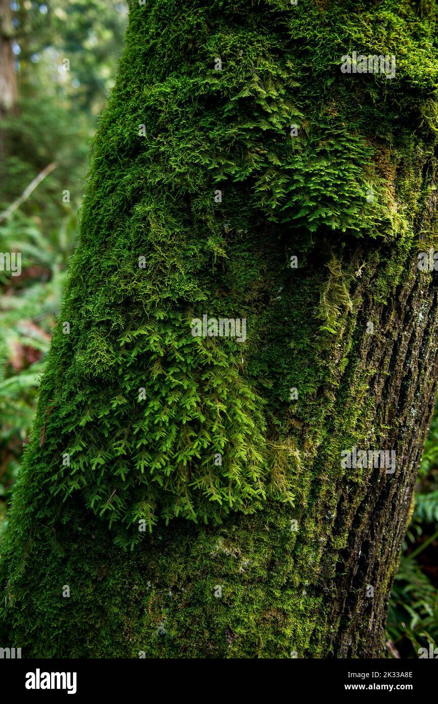 Uno scatto panoramico di un albero coperto di muschio in una foresta Foto Stock