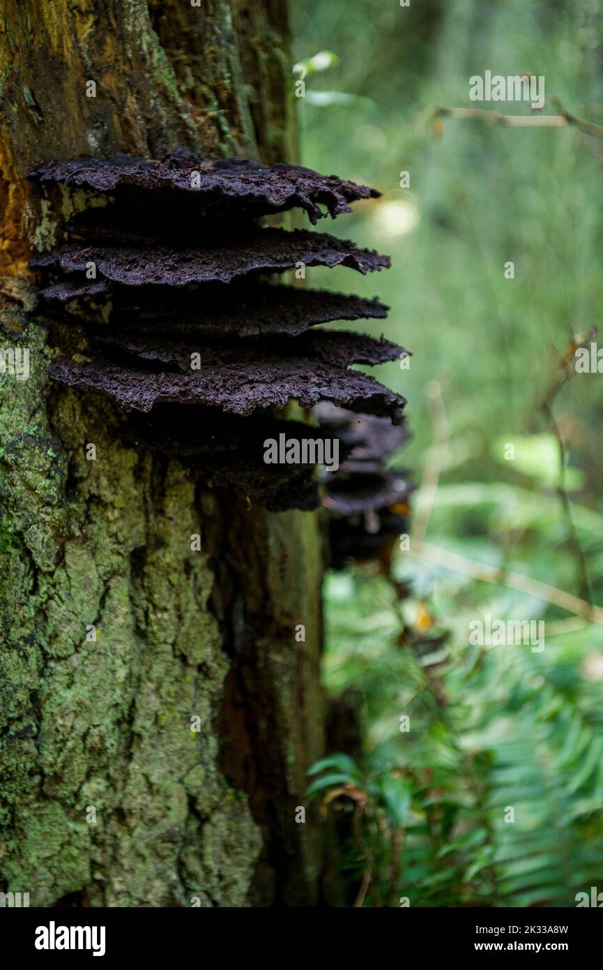 Un fuoco selettivo sparo di funghi che crescono da un tronco di albero in una foresta Foto Stock