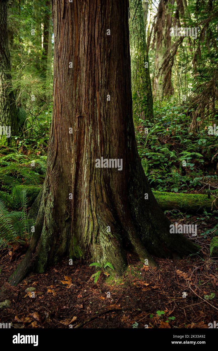 Uno scatto panoramico di un albero coperto di muschio in una foresta Foto Stock