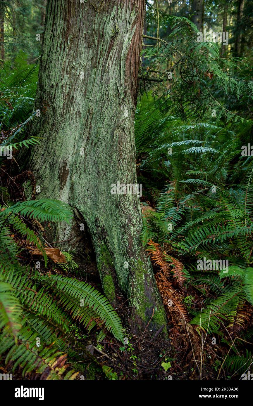 Uno scatto panoramico di alberi ricoperti di muschio e altra vegetazione in una foresta Foto Stock