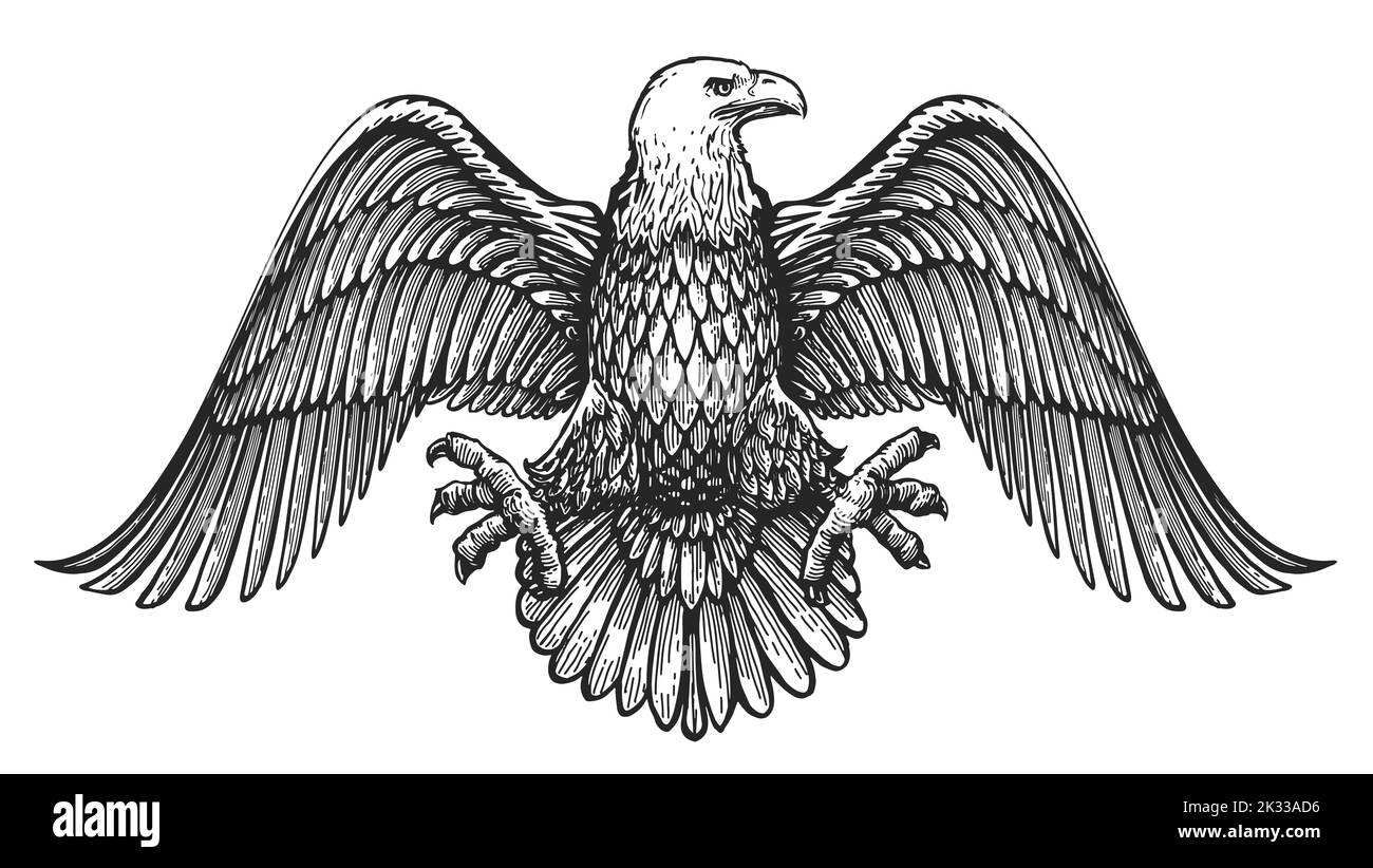 Aquila calva con ali sparse. Disegno a mano di uccelli disegno in stile di incisione vintage. Emblema reale Foto Stock