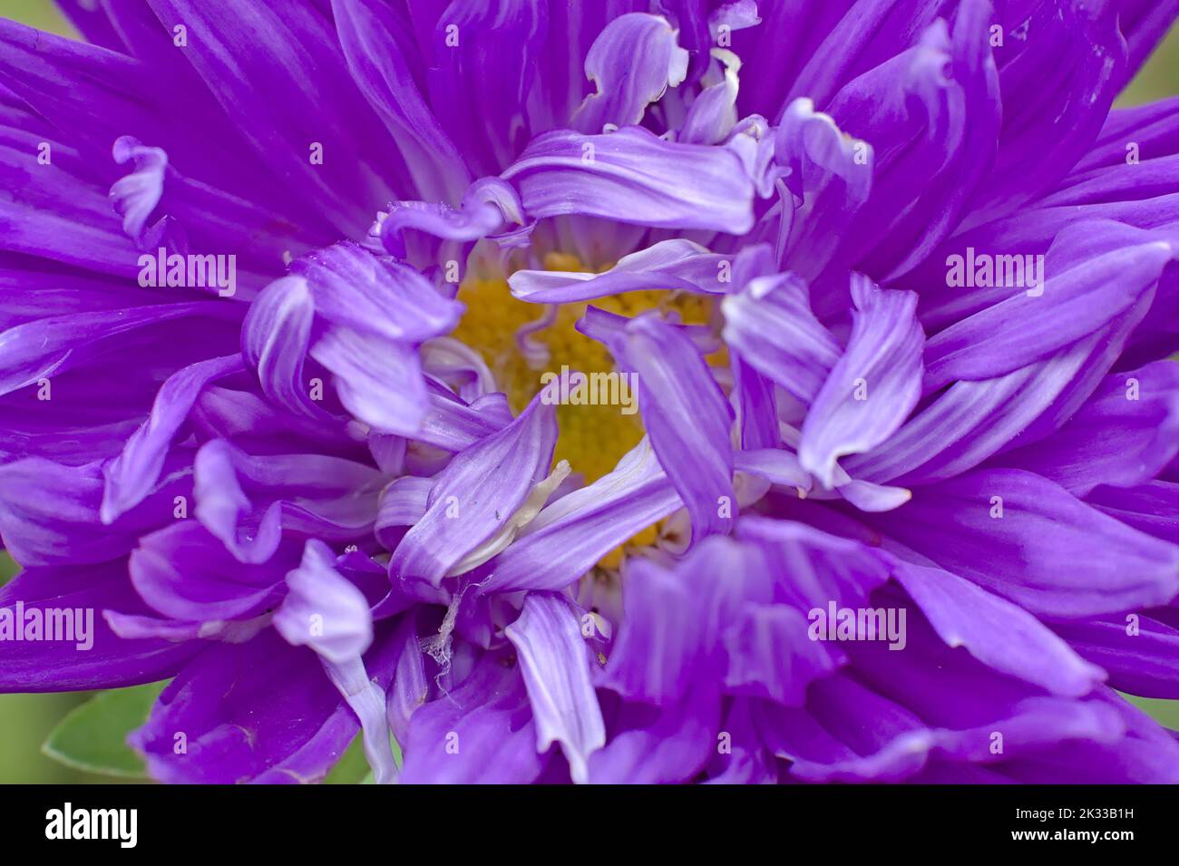 vista ravvicinata estrema dei fiori di castoro viola e giallo Foto Stock