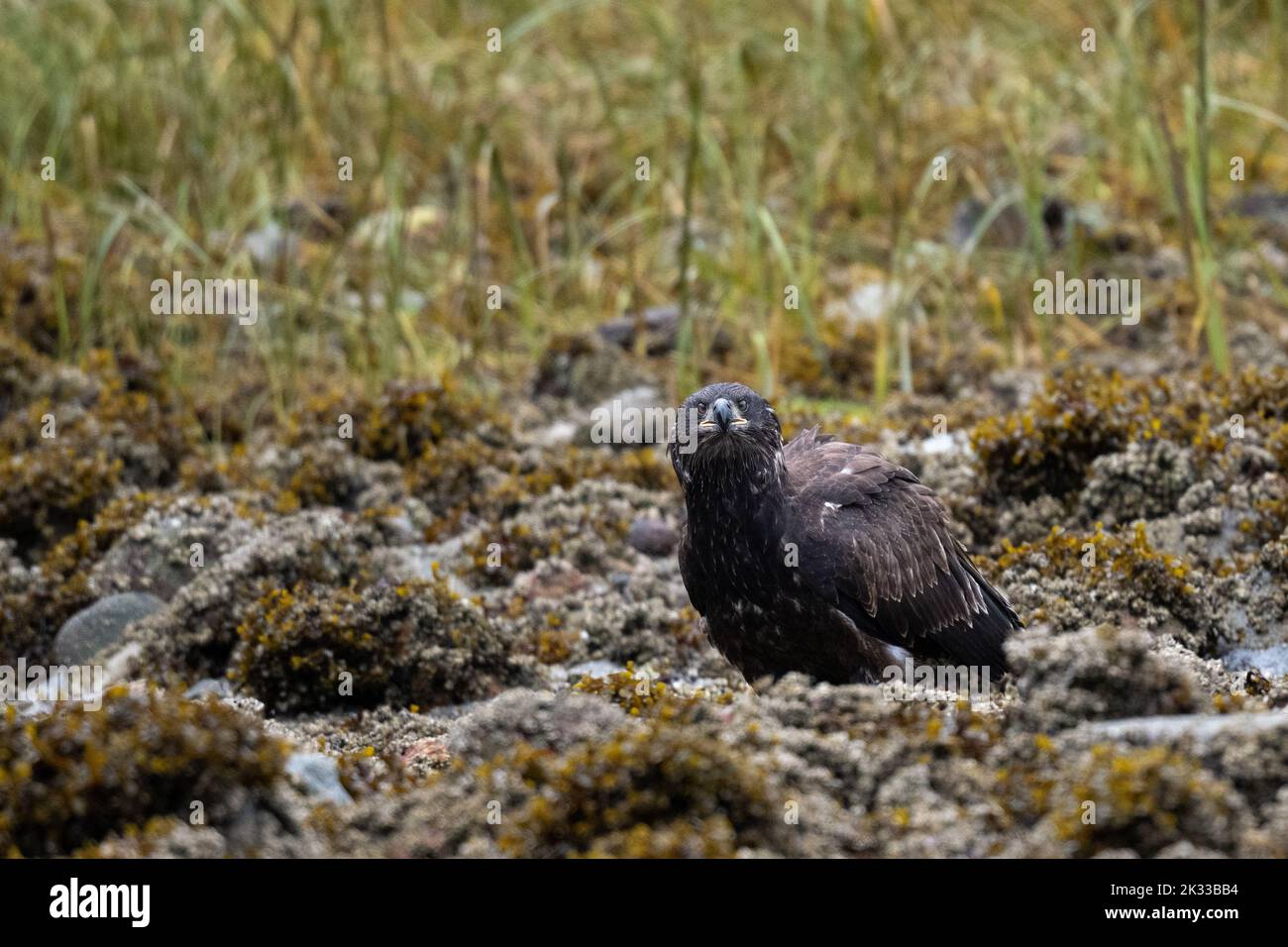 Un'aquila calva immatura (Haliaeetus leucocephalus) arroccata sulla costa della Columbia Britannica, Canada. Foto Stock