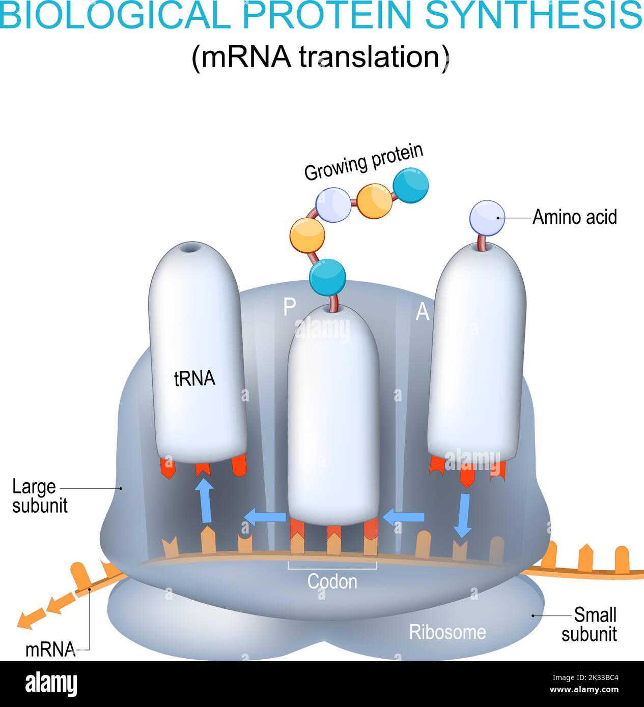Struttura e anatomia del ribosoma. Sintesi proteica biologica. Traduzione dell'mRNA e sintesi delle proteine mediante un ribosoma. TRNA e mRNA Illustrazione Vettoriale