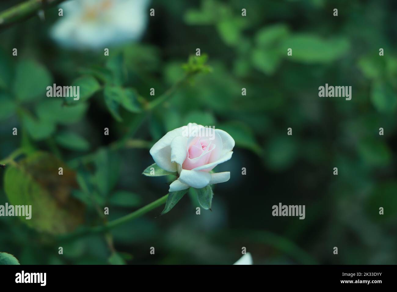 Rosa rosa e bianco crescono con bei petali Foto Stock