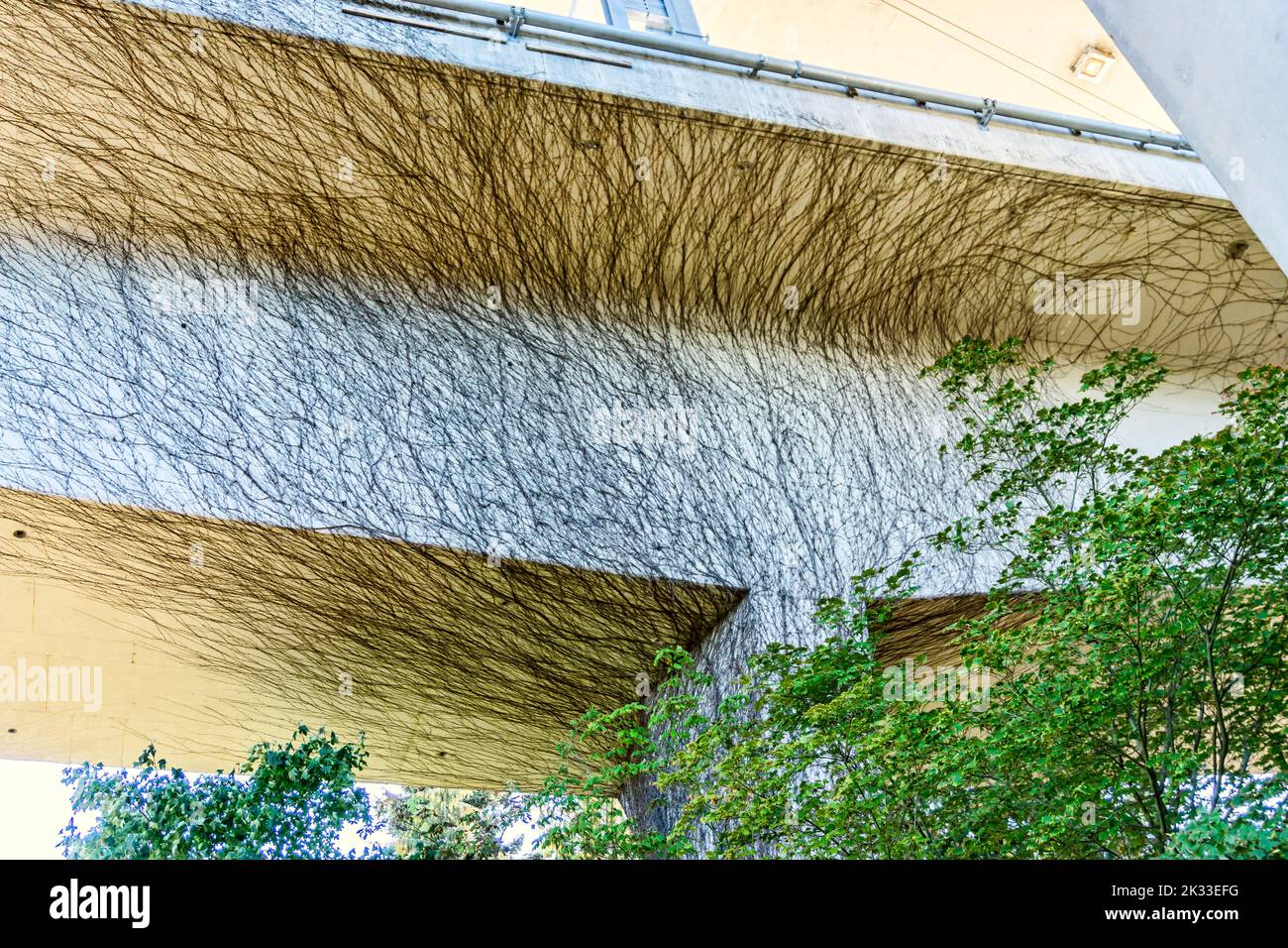 Viti aggrappate a un ponte a Seattle, Washington. Foto Stock