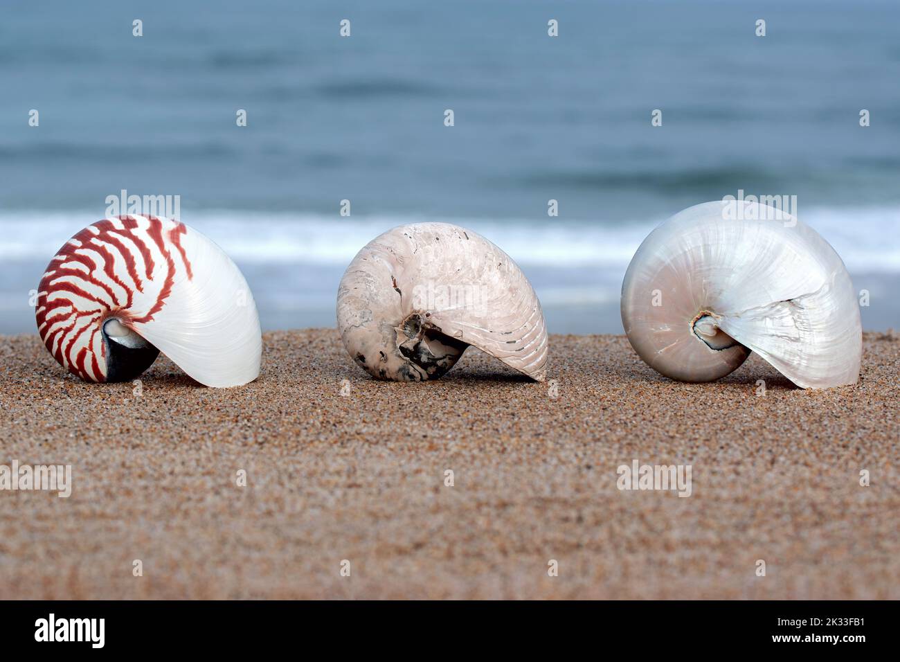 Fossil vivente - Un'ammonite di Cymatoceras scavata dagli strati a livello cretaceo qui raffigurati fiancheggiati da due conchiglie Nautilus "moderne" notevolmente simili. Foto Stock