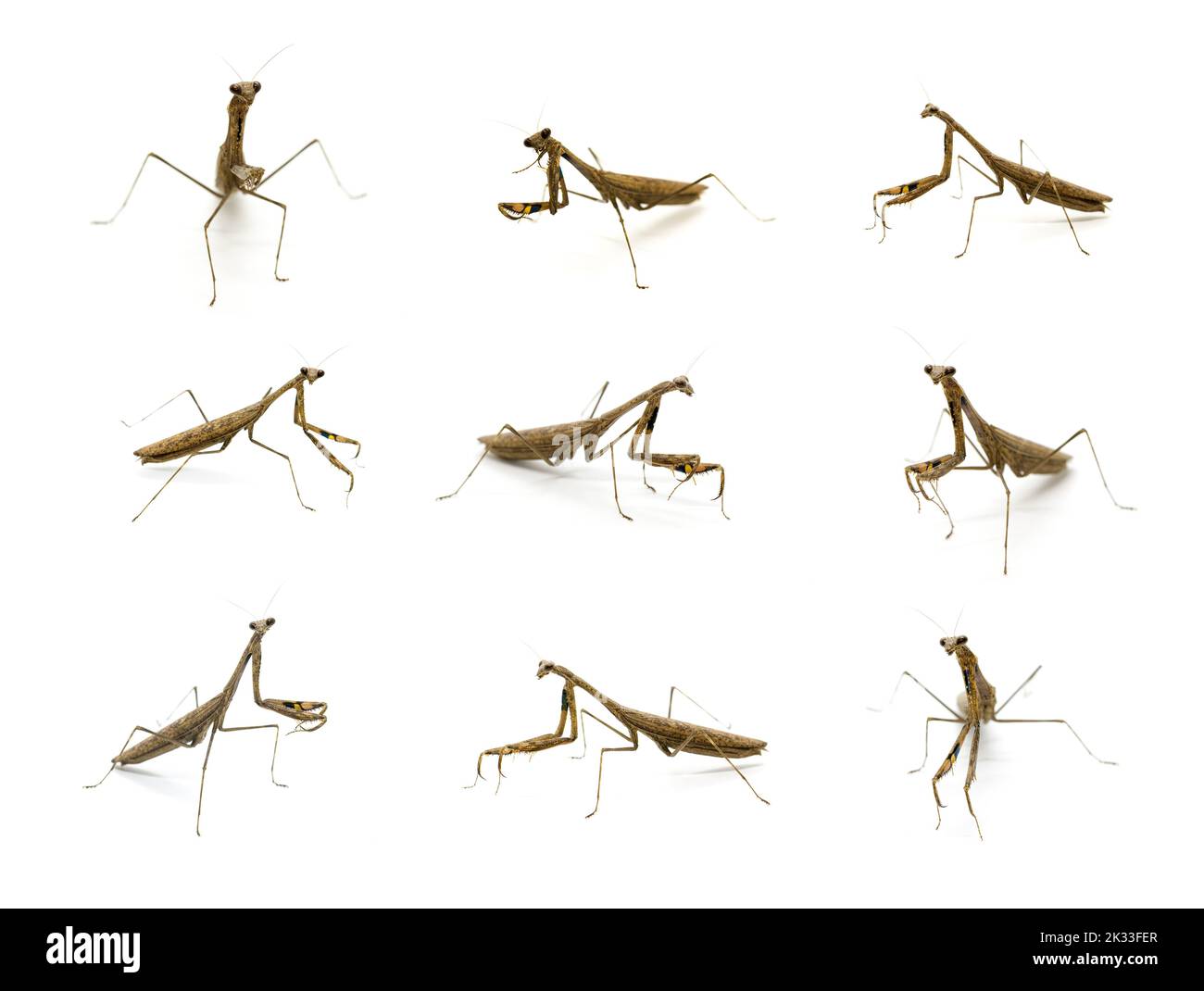 Gruppo di mantis in preghiera (Stagmomantis carolina) su sfondo bianco. Insetto. Animale. Foto Stock