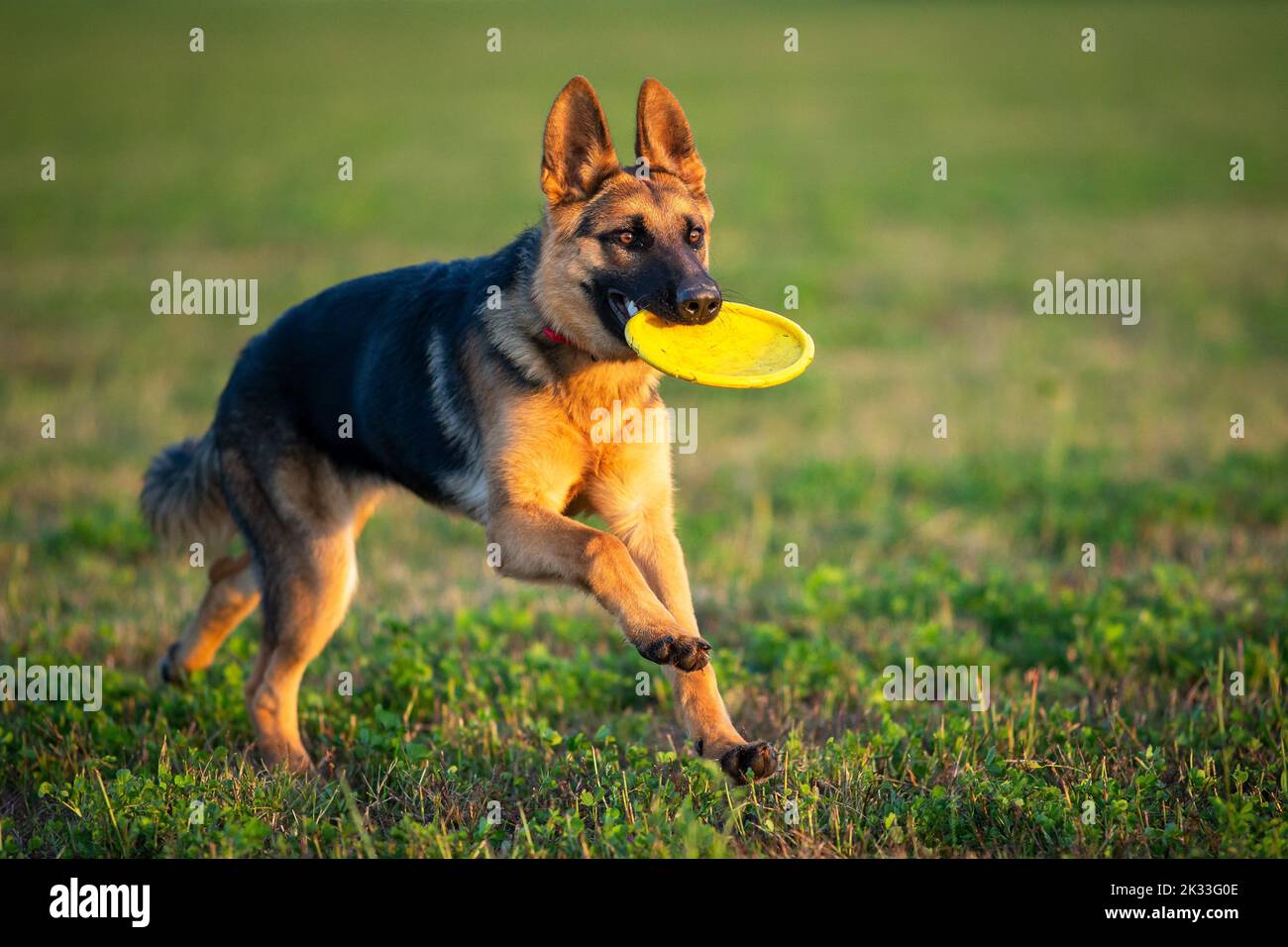 Cucciolo di pastore tedesco che gioca con il frisbee su un campo verde Foto Stock