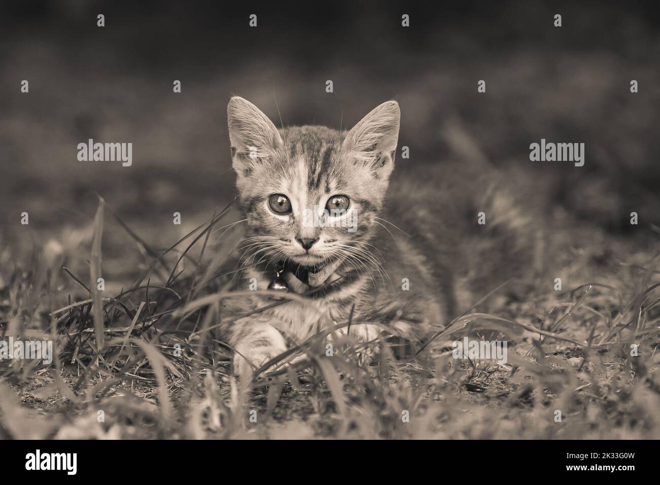 Gattino giovane che cammina sull'erba guardando la macchina fotografica Foto Stock