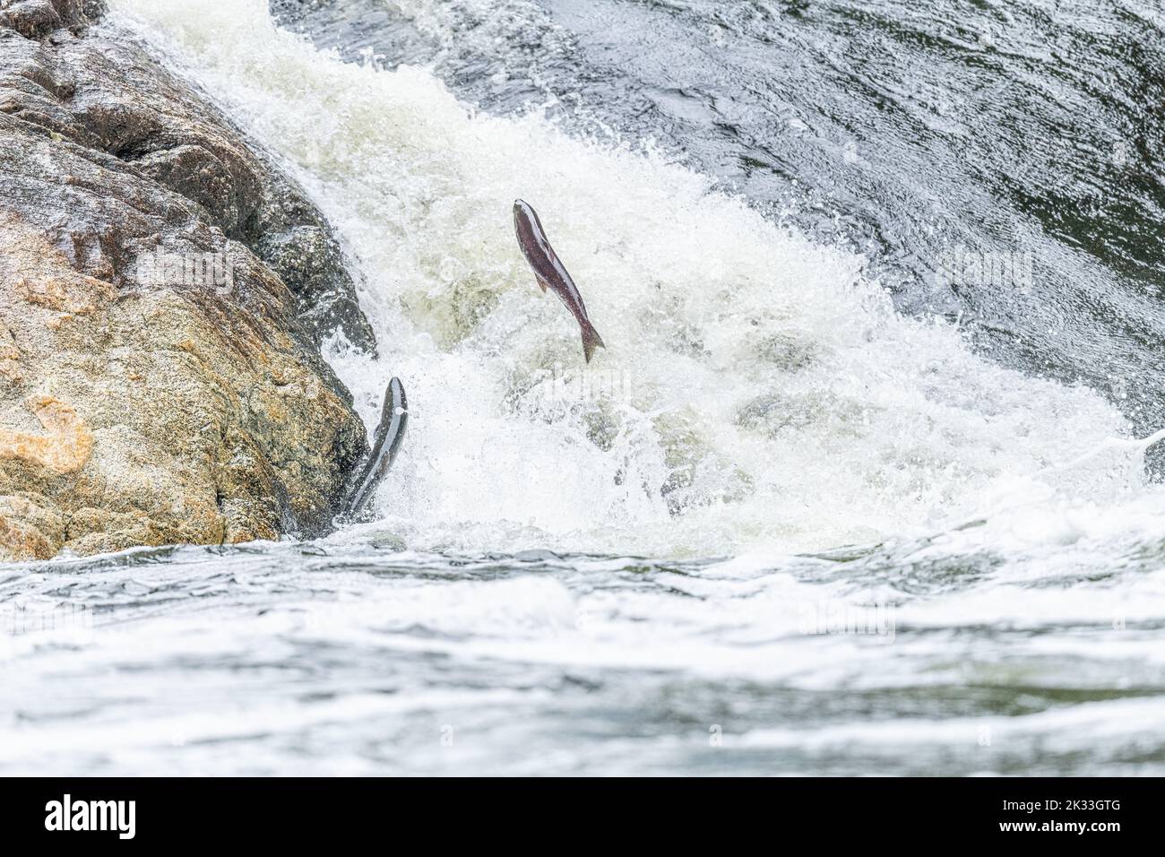 Salmone Sockeye (Oncorhynchus nerka) saltando sulle rapide del fiume per andare a monte per riprodursi in autunno nella Columbia Britannica, Canada. Foto Stock