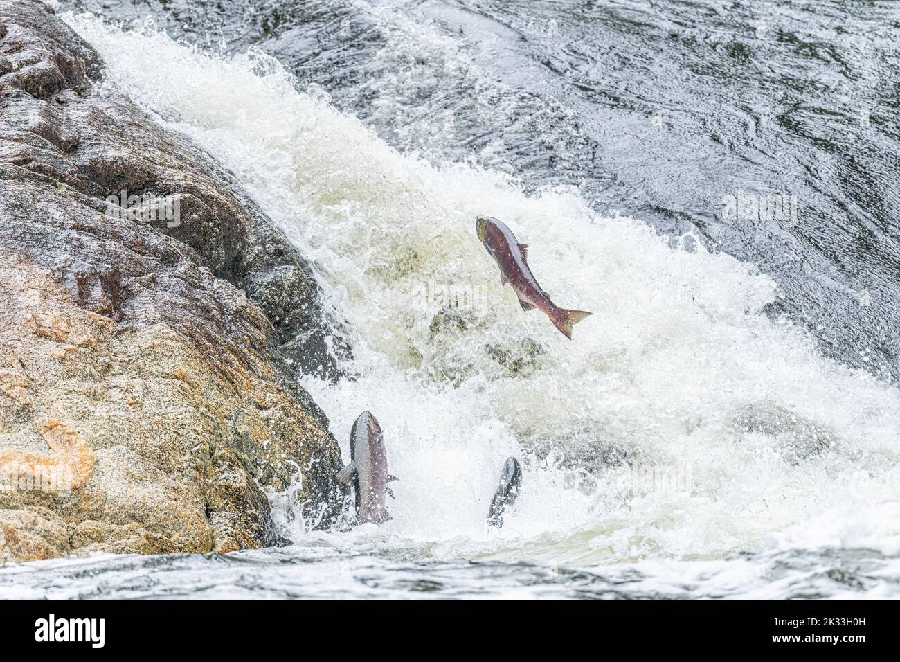 Salmone Sockeye (Oncorhynchus nerka) saltando sulle rapide del fiume per andare a monte per riprodursi in autunno nella Columbia Britannica, Canada. Foto Stock