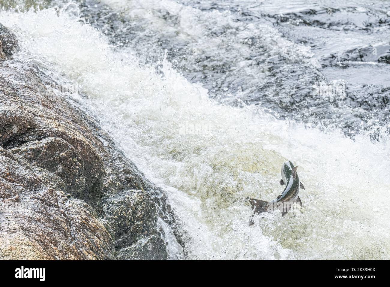 Salmone Sockeye (Oncorhynchus nerka) saltando sulle rapide del fiume per andare a monte per riprodursi in autunno nella Columbia Britannica, Canada. Foto Stock