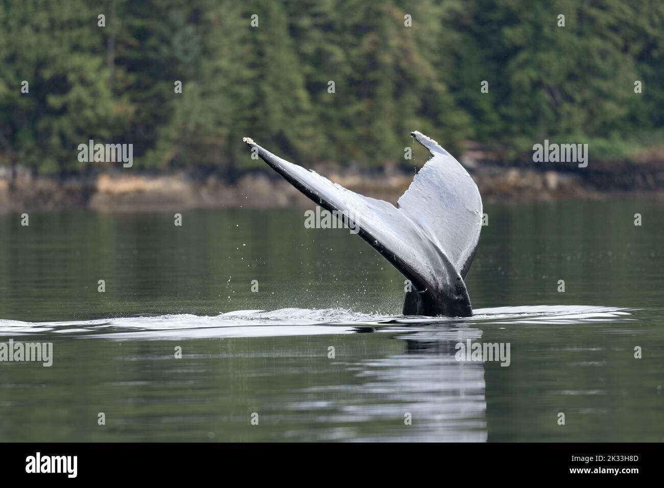 Una megattere (Megaptera novaeangliae) solleva la coda dall'acqua mentre si prepara a tuffarsi nella Columbia Britannica, Canada. Foto Stock