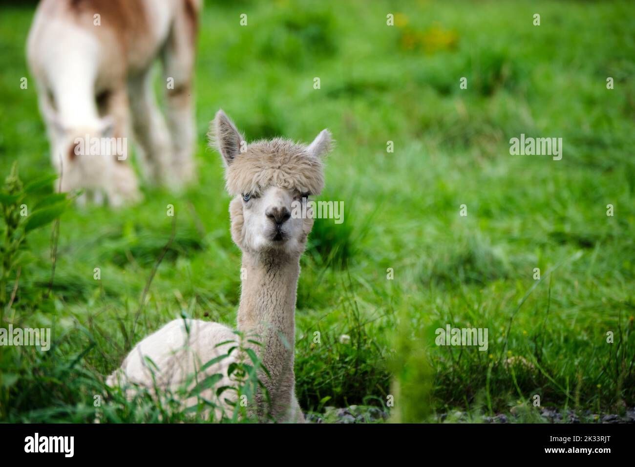 Un alpaca bianco è appoggiato a terra con la testa in posizione eretta, guardando verso lo spettatore. L'erba circonda l'animale, con un'altra alpaca dietro di esso. Foto Stock