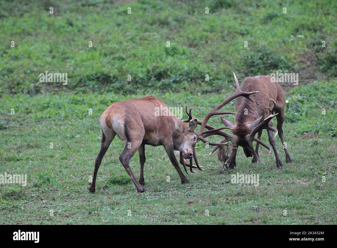 Cervo rosso (Cervus elaphus) Cervo che si batte l'uno con l'altro durante la solca, l'Ungheria occidentale, l'Ungheria Foto Stock