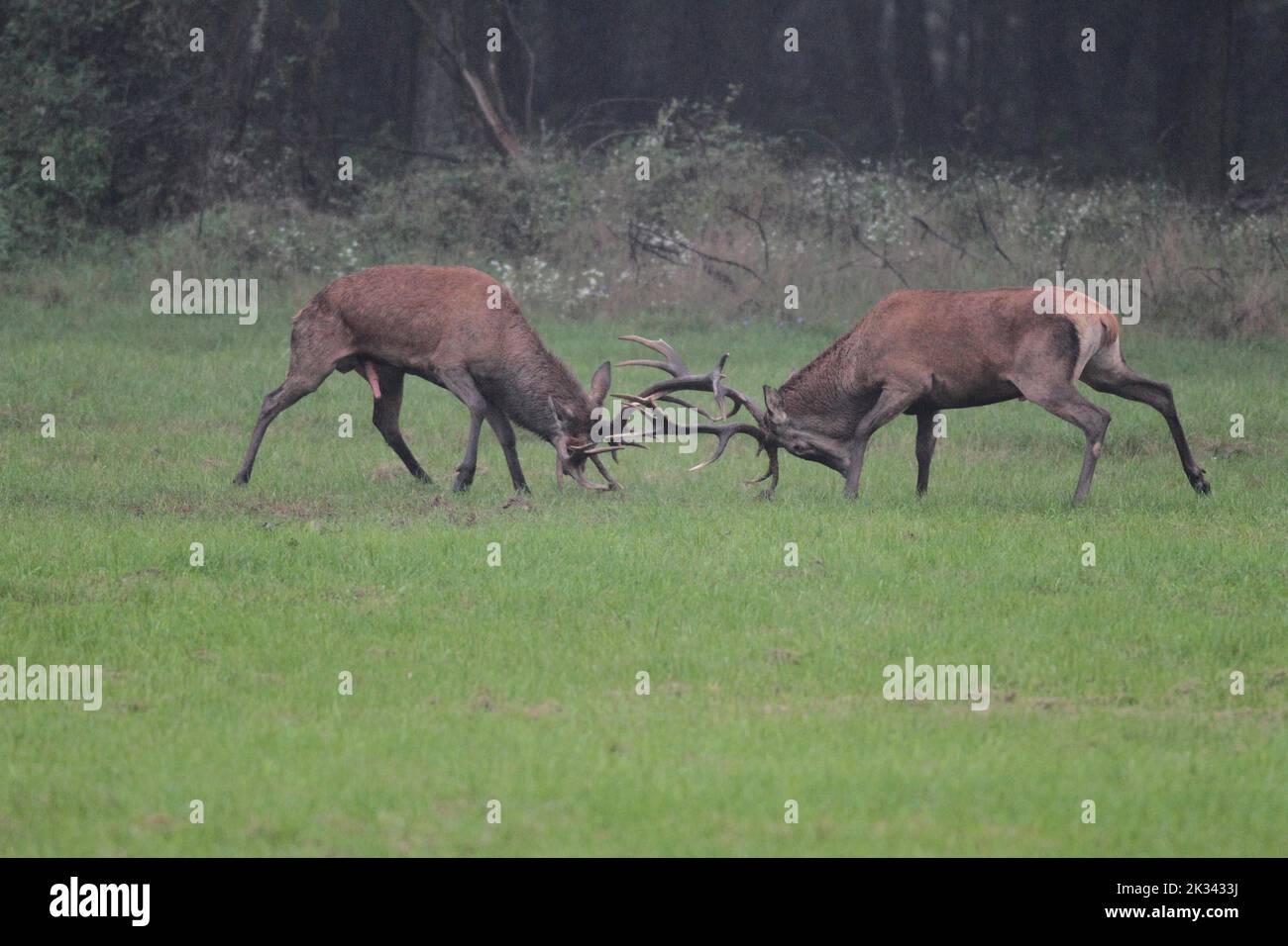 Cervo rosso (Cervus elaphus) Cervo che si batte l'uno con l'altro in pioggia durante la solca, Ungheria occidentale, Ungheria Foto Stock