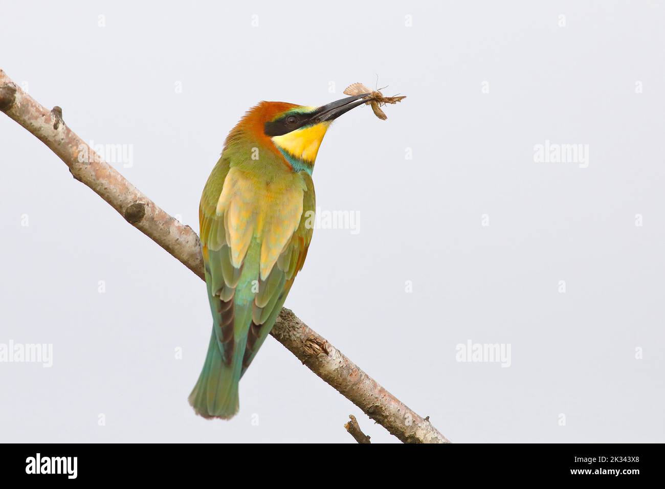 Mangiatore europeo di api (apiaster Merops) giovane uccello con insetto nel suo becco, seduto su un ramo, con sfondo chiaro, Parco Nazionale del Lago Neusiedl Foto Stock